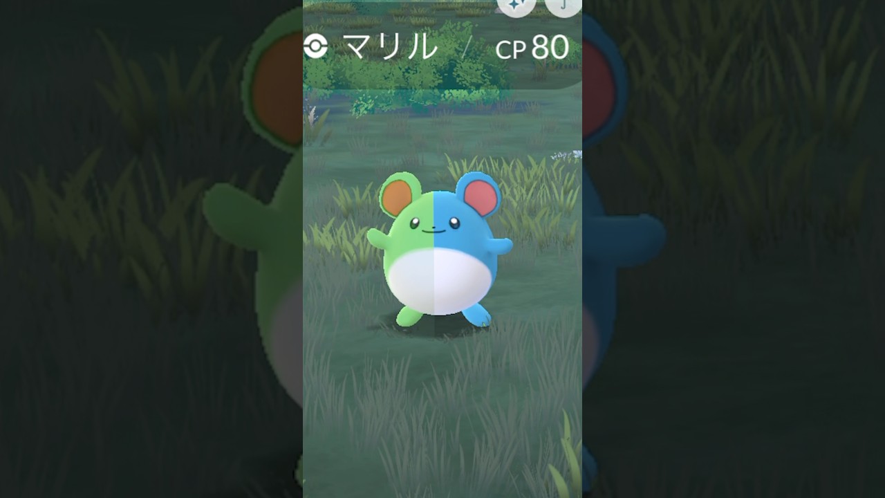 マリル色違い〜♫ #ポケモンgo #ポケモン #pokemon