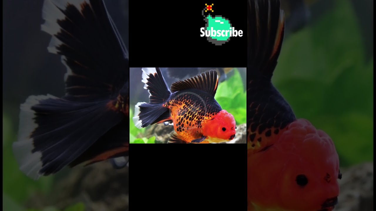 What is Seaking? #pokemon #pokemonanime #pokemoncommunity #games #gaming #videogames #retrogames