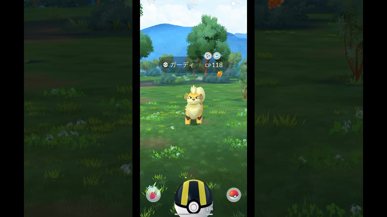 色違いガーディGET!!! #pokemon #pokemongo #ポケモン #ポケモンgo