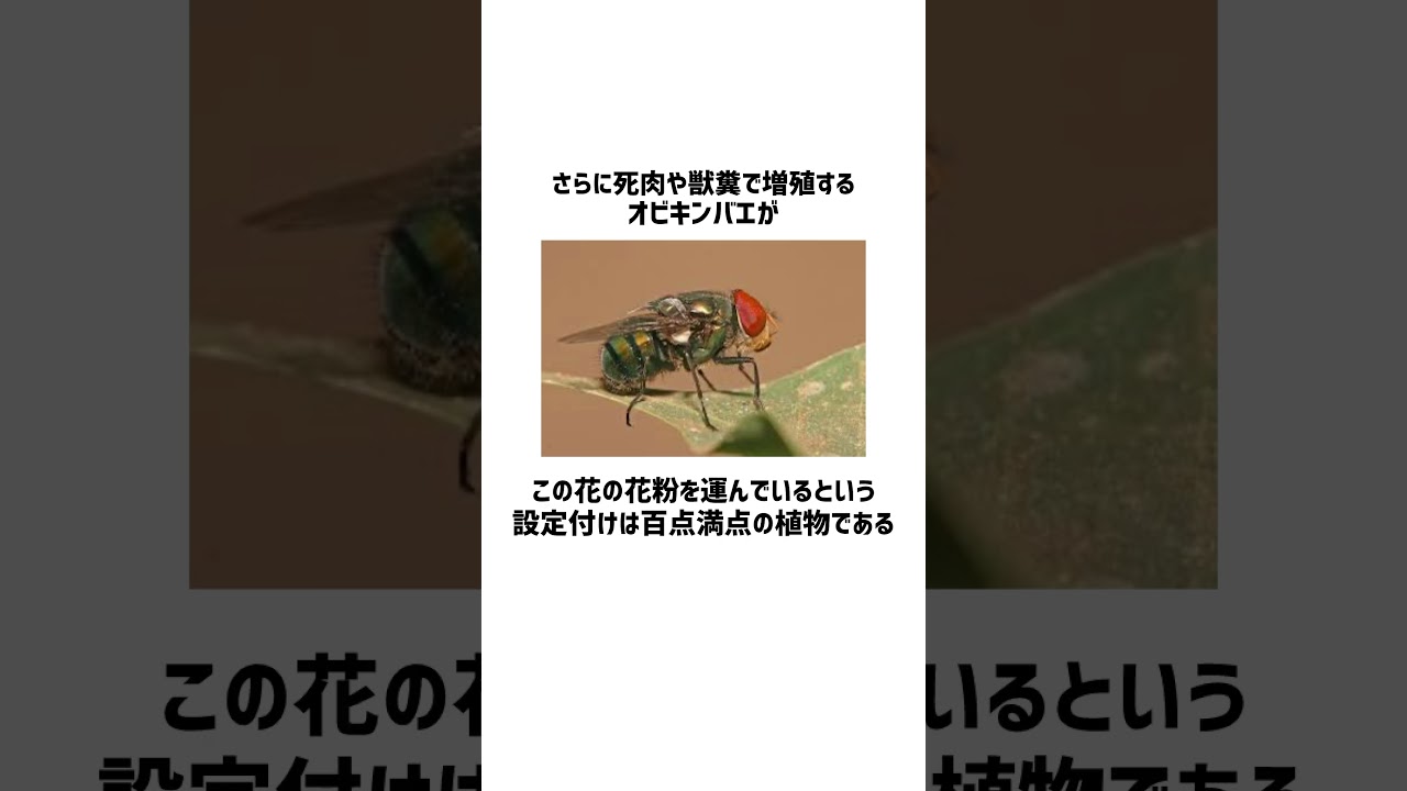 ラフレシアに関する雑学。#雑学 #shorts