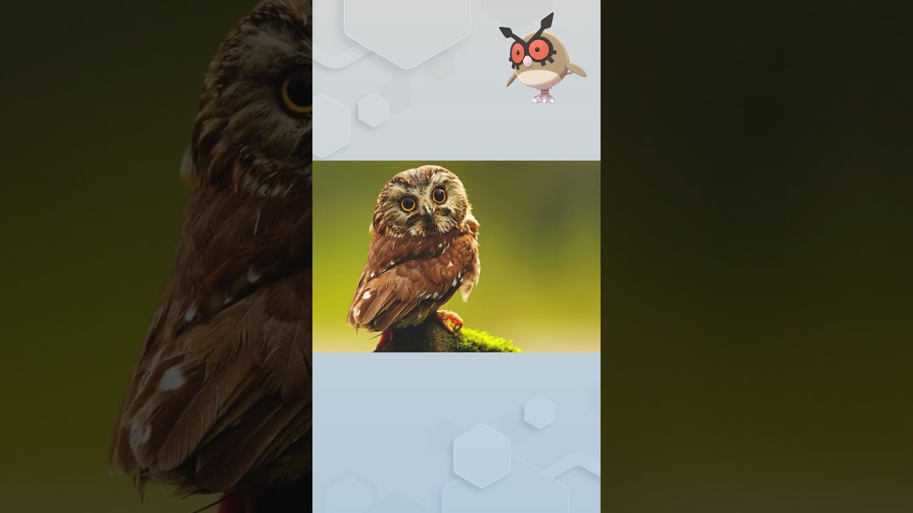 🦉🦉POKEDEX Nº 163: HOOTHOOT, EL POKEMON BUHO!!!🦉🦉