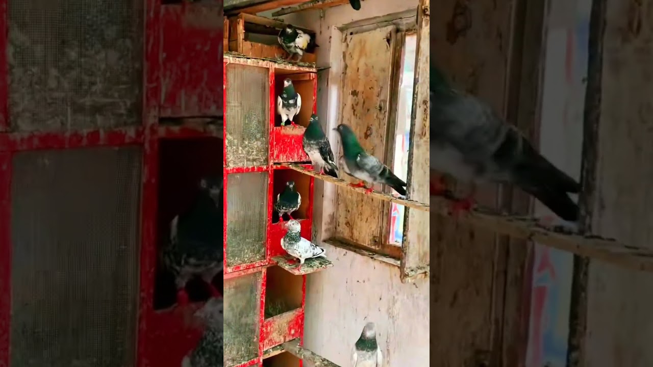 Mashallah inshallah 5k done🕊🥷#pigeon #fypシ゚viral #pigeon #kabutar #fypシ゚viral #pigeon #fypシ゚viral #