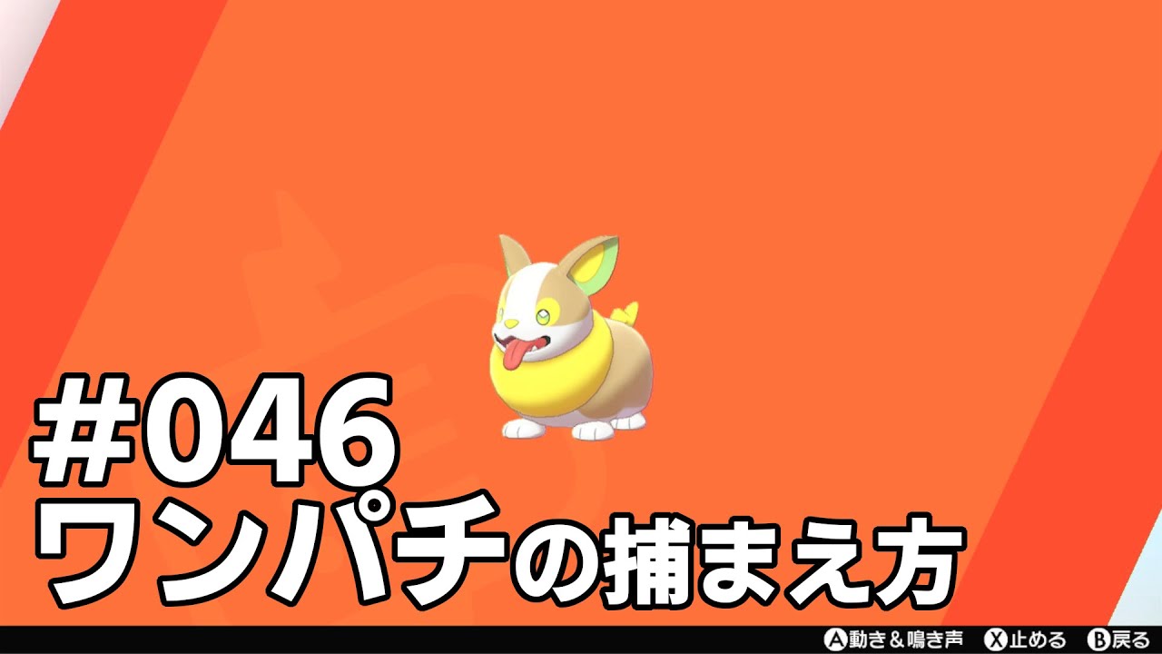 ワンパチを探している方に見てほしい動画