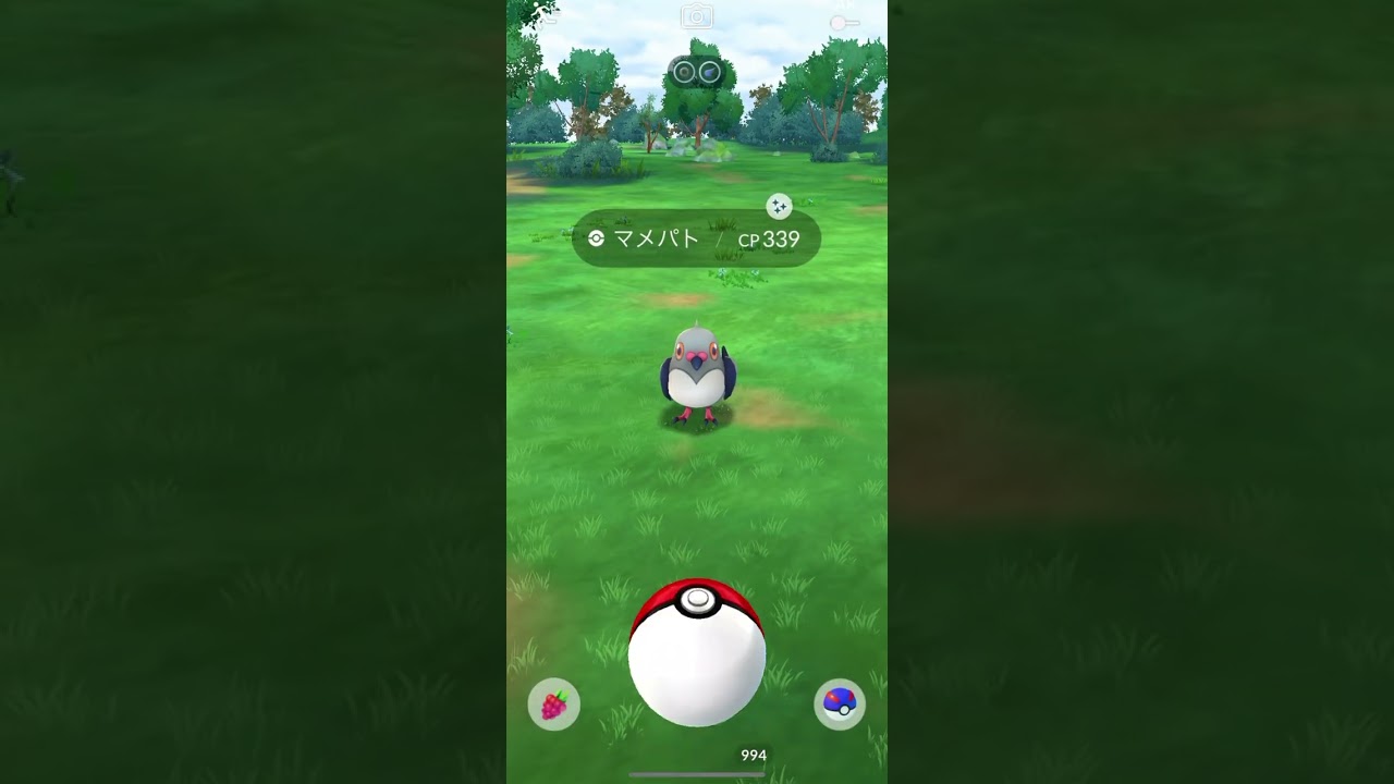 ポケモンGO マメパト　色違い