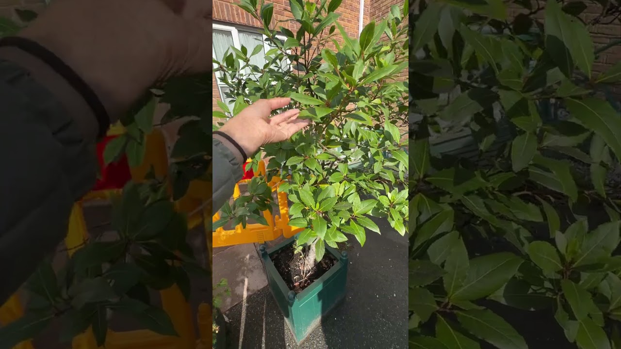 #bayleaf #plants #green