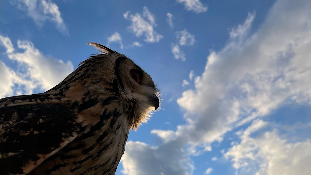 【COD BO6】木曜日恒例にゃんこ部隊でCOD