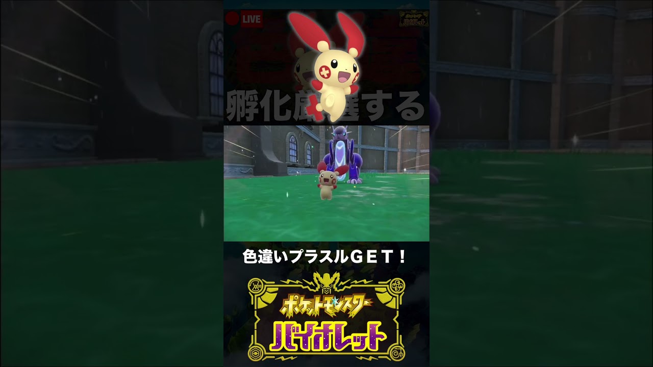 色違いプラスルと邂逅した男【ポケモンSV】