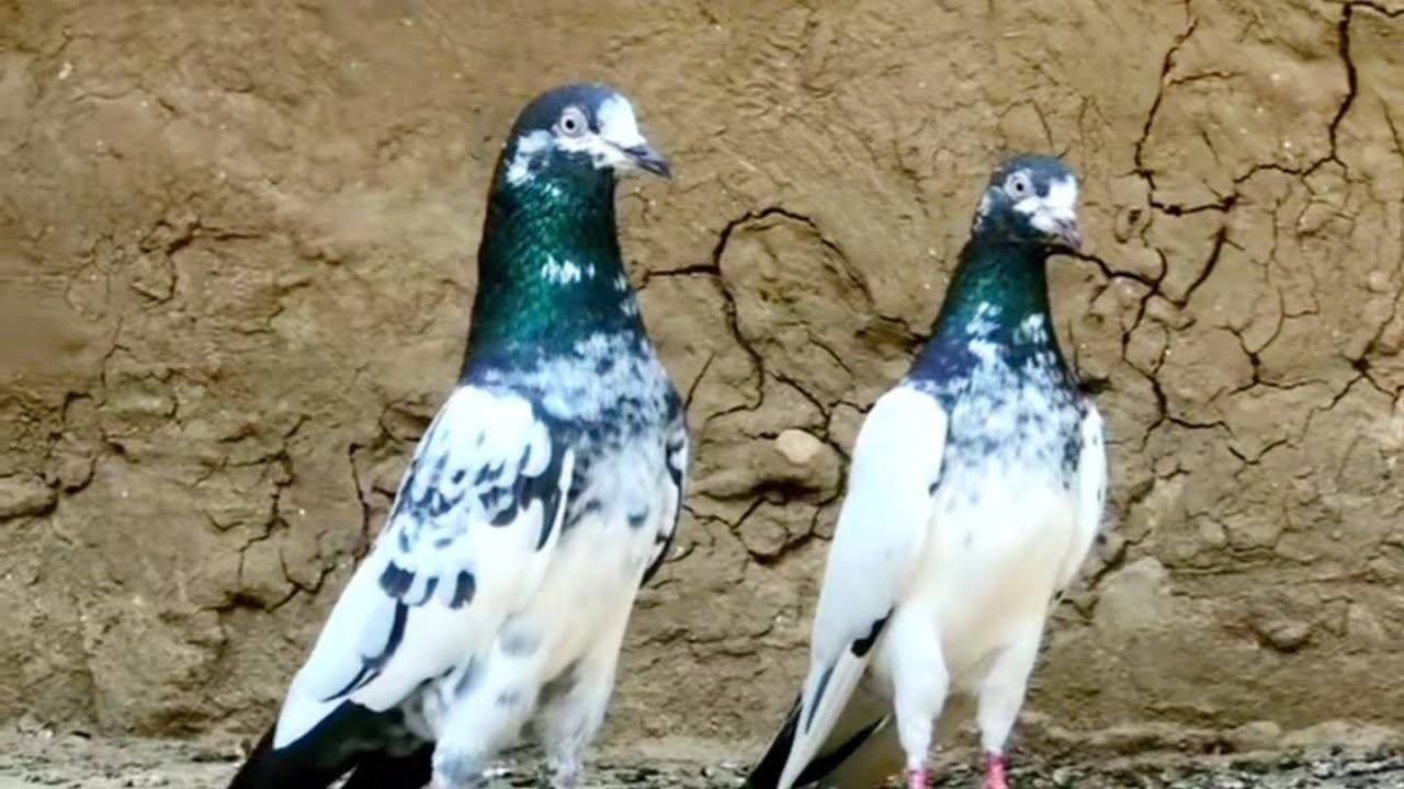 #pigeon #kabutarandekabdetehain #fypシ゚viral #fypシ゚viral #pigeon #fypシ゚viral 🕊