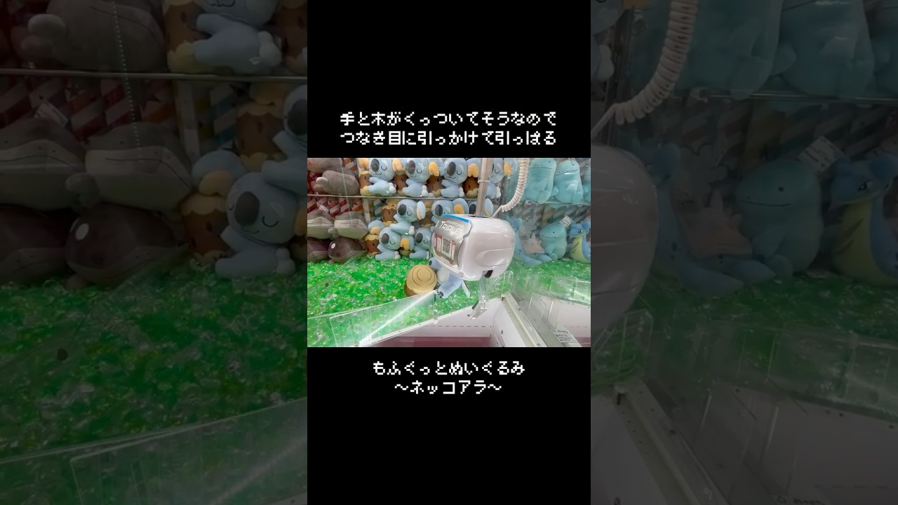 【！速報！】最新ネッコアラGET！！　#ポケモン#pokemon #ポケットモンスター #クレーンゲーム#ぬいぐるみ