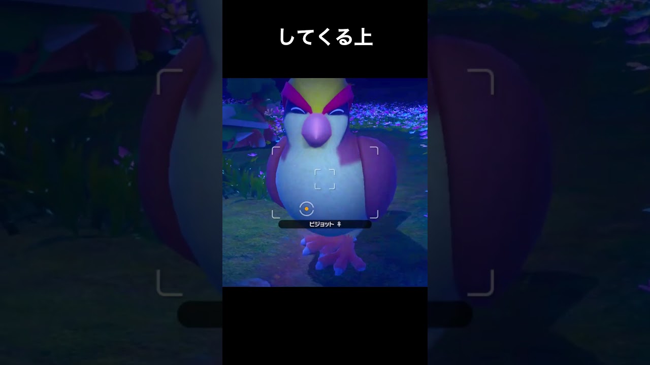 満足げなピジョット　#ポケモンスナップ #ポケモン
