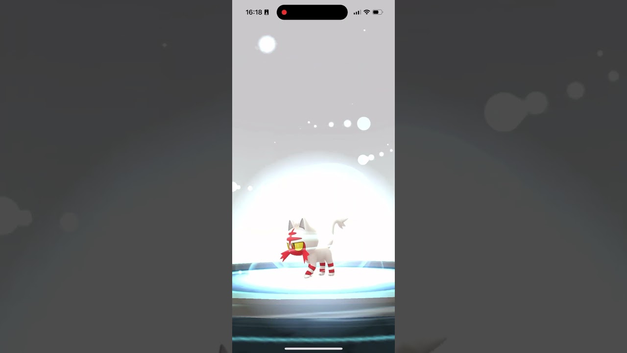 【ポケモンGO】色違いニャヒートへ進化させる！コミュニティデイ #shorts