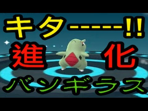 【ポケモンGO】進化実況！ヨーギラスから一気にバンギラスまで！