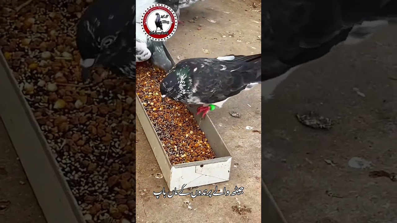 #pigeon #breeder #fypシ゚viral #kabutarandekabdetehain #pigeon #fypシ゚viral 🕊🥷