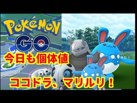 【ポケモンGO】今日も個体値100%ココドラ、マリルリを発見♪【PokemonGO】