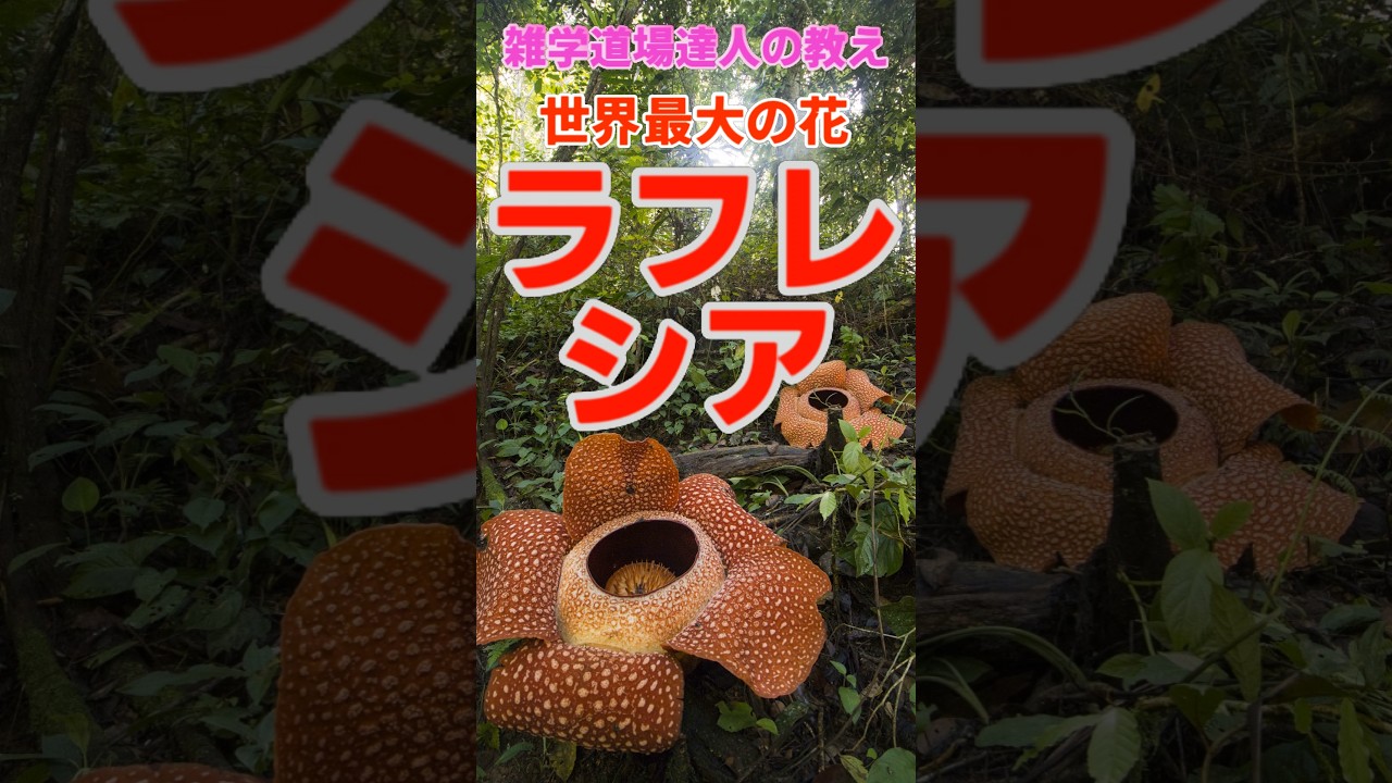 世界最大の寄生する花？ラフレシアに関する雑学 #shorts  #雑学