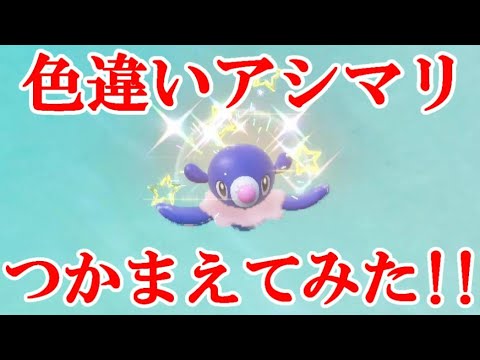 【ポケモンSV】色違いアシマリつかまえてみた！！