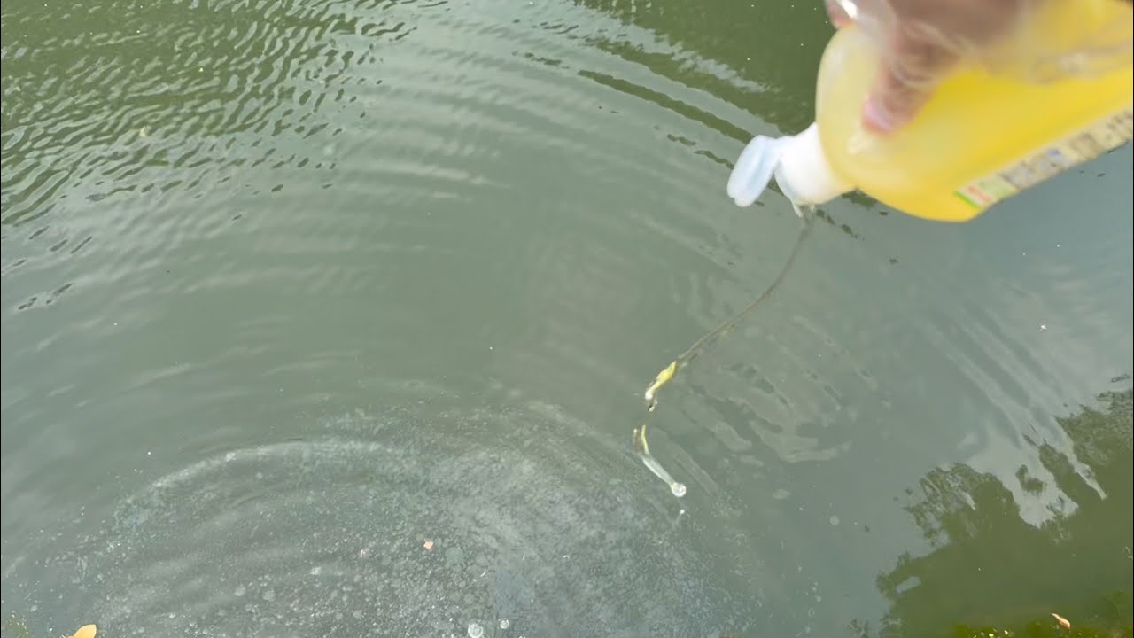 川に油撒いてみたwww