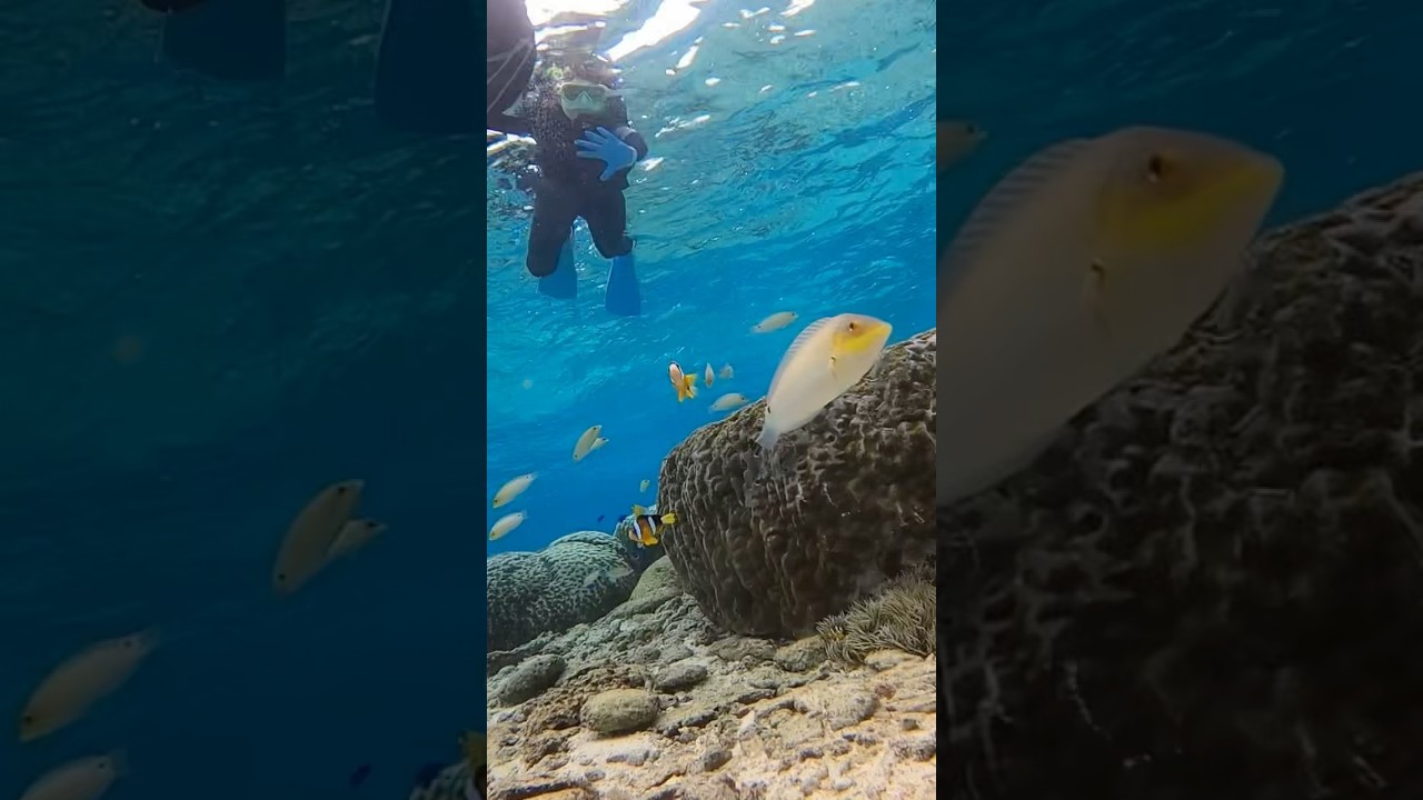 ピッピチャン、シュノーケリングの姿。沖縄の海良すぎた〜 #ピッピチャンネル #ピッピチャン #シュノーケリング #海 #沖縄 #沖縄旅行 #旅行 #熱帯魚 #enjoy