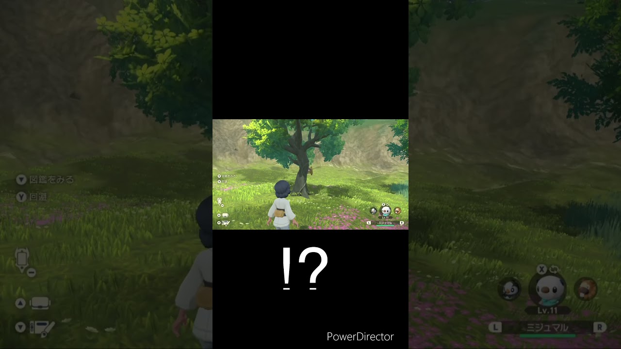 ビッパの動き　#ポケモン　#アルセウス