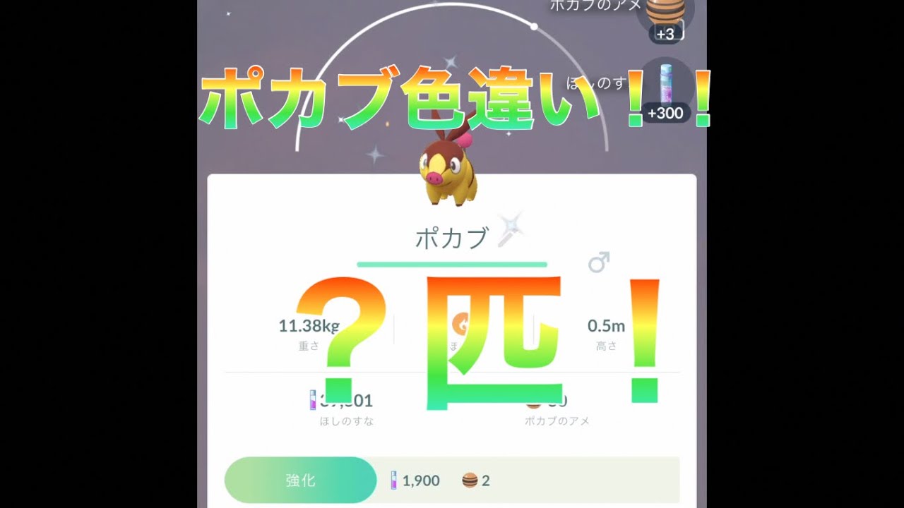 まさかの色違いポカブ◯匹！！