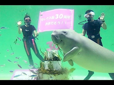ジュゴン「セレナ」鳥羽水族館へ来て満３０年[2017]
