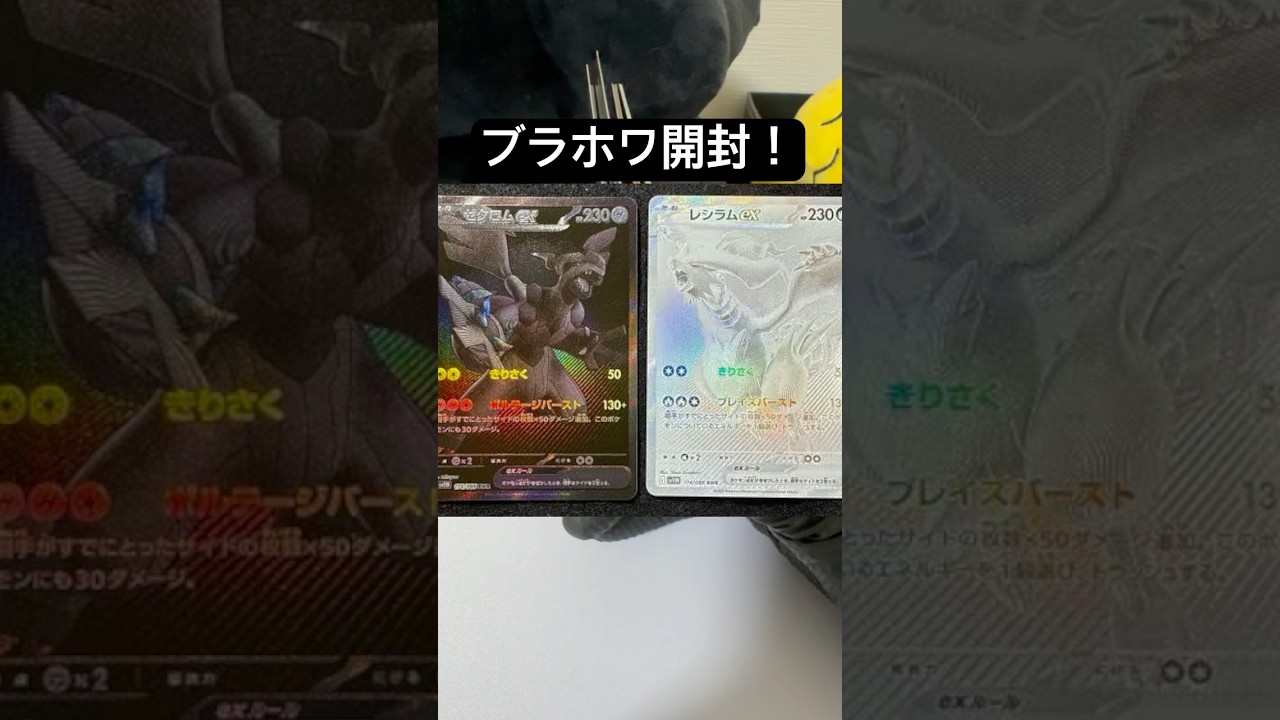 ゼクロム、レシラム来てくれるか？！開封！#ポケモンカード #ポケカ再販最新情報 #ポケカ #ポケモン #ポケカ開封 #ホワイトフレア #ブラックボルト　#テラスタルフェス