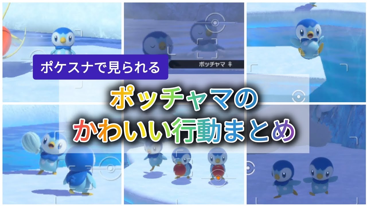 【Newポケモンスナップ】かわいすぎるポッチャマの行動まとめ