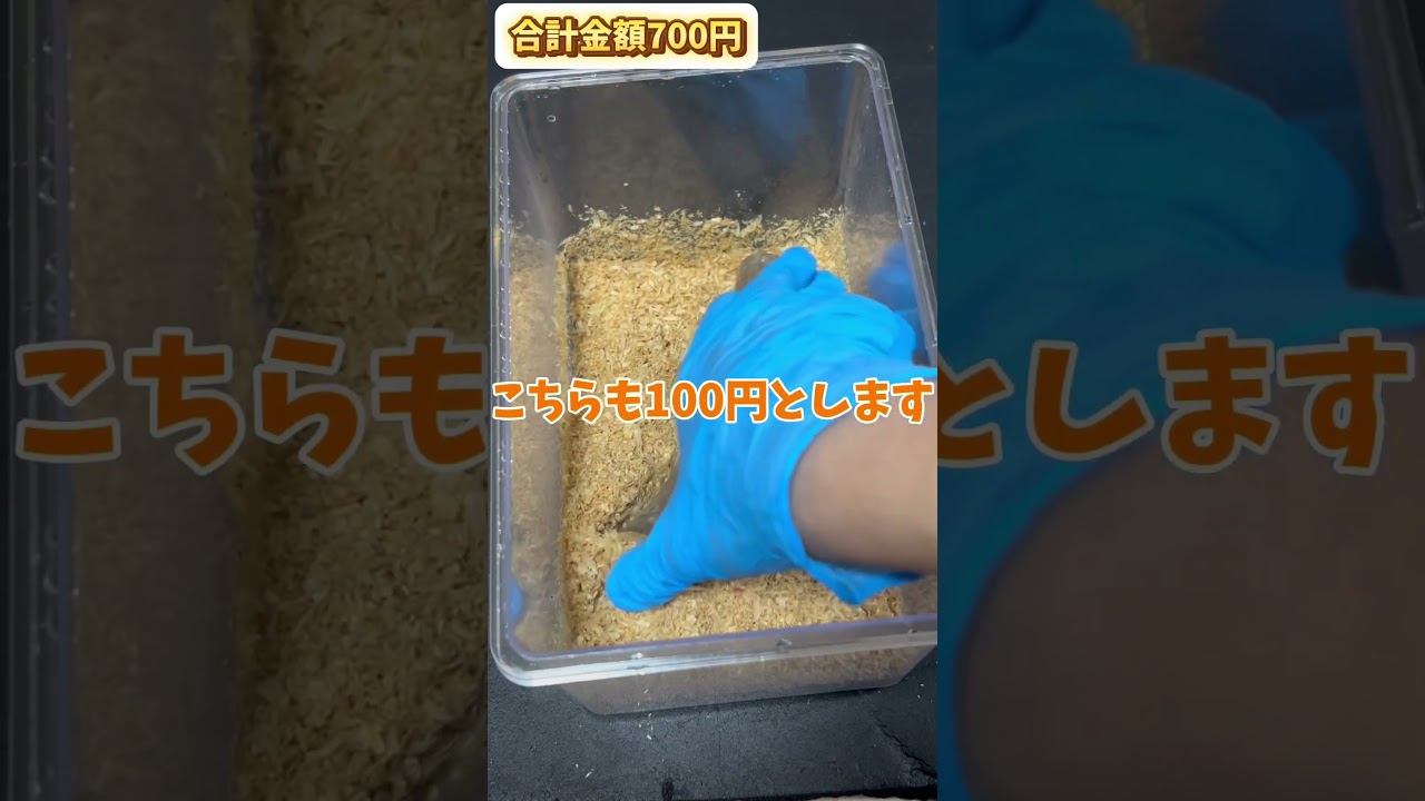 【ヘラクレスオオカブトは何円あれば飼育できる？】 #beetle #クワガタ #カブトムシ #カブトムシ飼育 飼育 #カブト虫 #昆虫観察 #昆虫記 #昆虫 #仮面ライダー  #ヘラクレスオオカブト