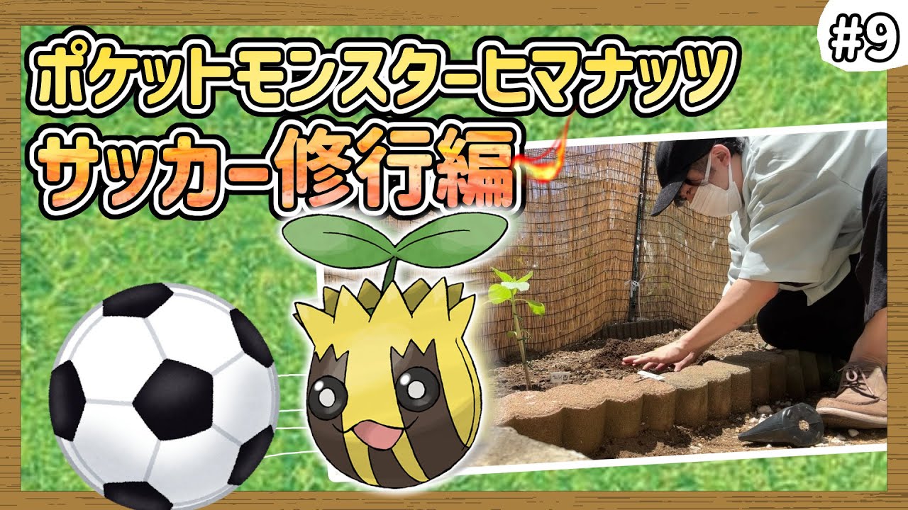 【ポケモンXY】ヒマナッツがひんしになる度に『現実で向日葵を育てる縛り』#9