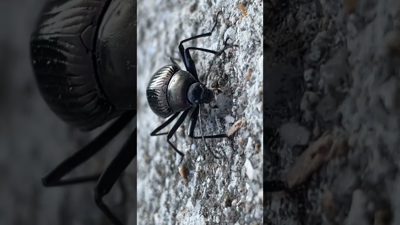 ニホンキマワリ/Plesiophthalmus n. nigrocyaneus #キマワリ #昆虫 #insects #shorts