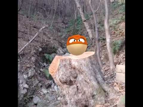 히스이 찌리리공 ( Hisuian Voltorb ) ヒスイビリリダマ ( 霹靂電球 )