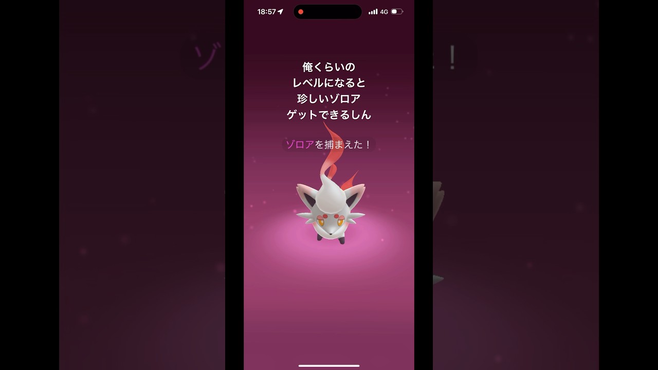 珍しいゾロアゲット #shorts #ポケモン #ポケモンgo #ポケモンカード #ポケポケ