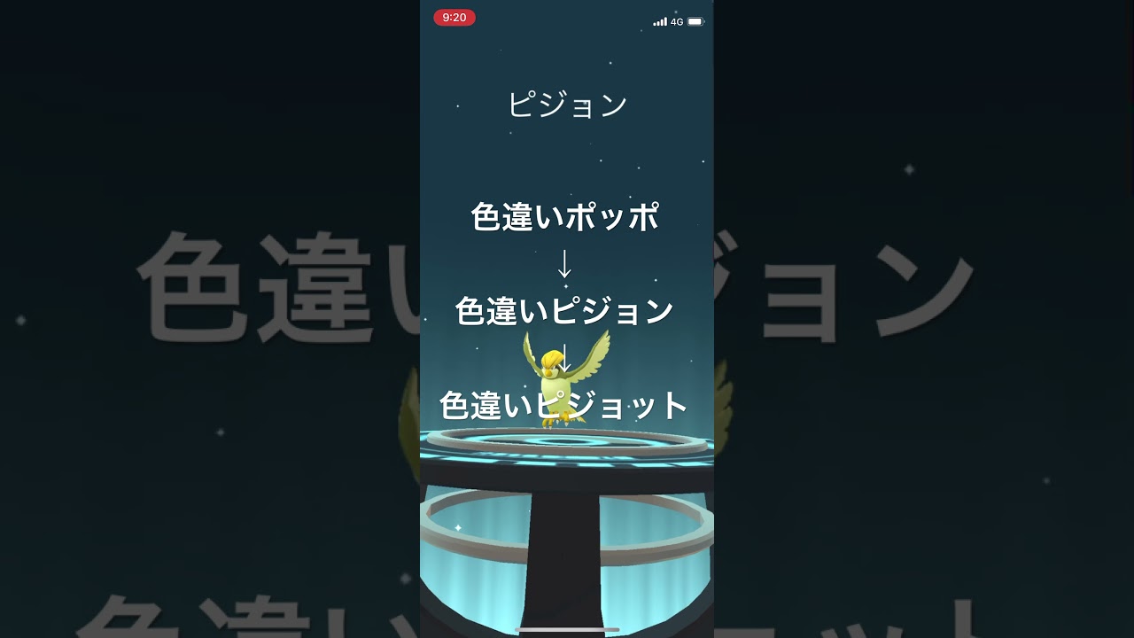 ポケモンGO 色違いポッポ出現！色違いピジョン、色違いピジョットへ進化！ #ポケモンgo #ポケモン #pokémon #pokemongo
