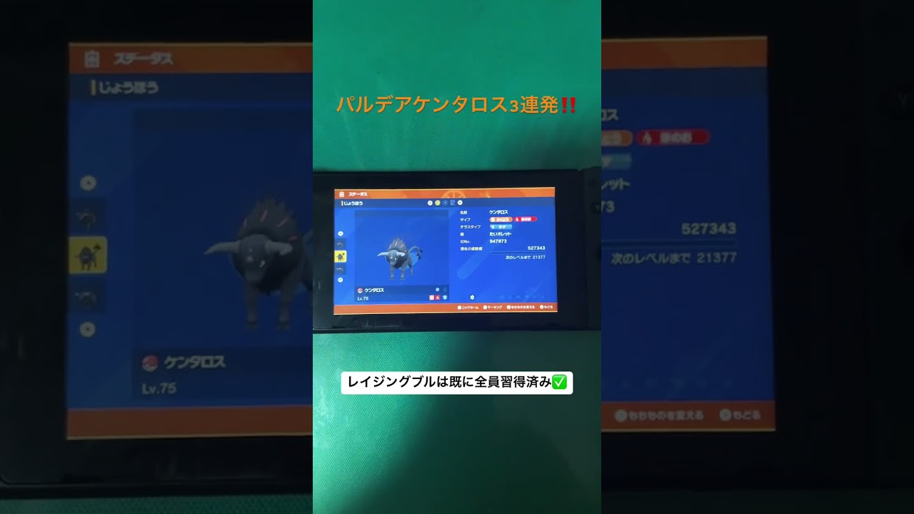 【リージョンフォーム】 パルデアケンタロス全員集合‼️ #たいちゃん #ポケモン #ポケモンsv #パルデア #ケンタロス #リージョン