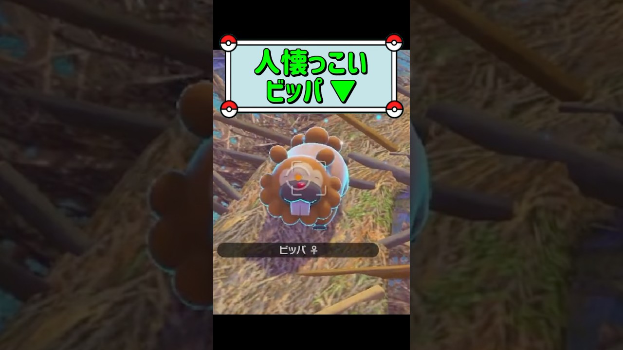 「人懐っこいビッパ ▼」　#ポケモンスナップ　#ポケモン　#shorts