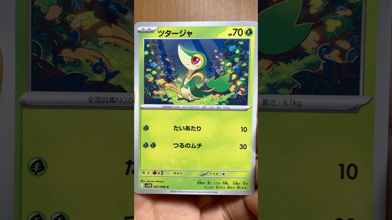 ツタージャを見て楽しむ #ブラックボルト #ポケカ