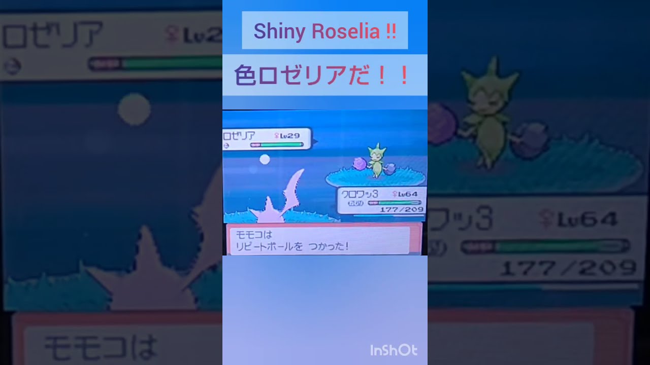 【PokémonDP】The diary Capturing shiny Pokémon's　Day31　Roselia　【ポケモンDP】色違い捕獲日記　31日目　ロゼリア　#shorts