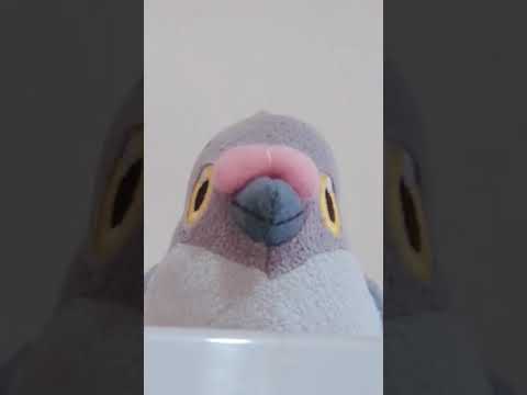 マメパト