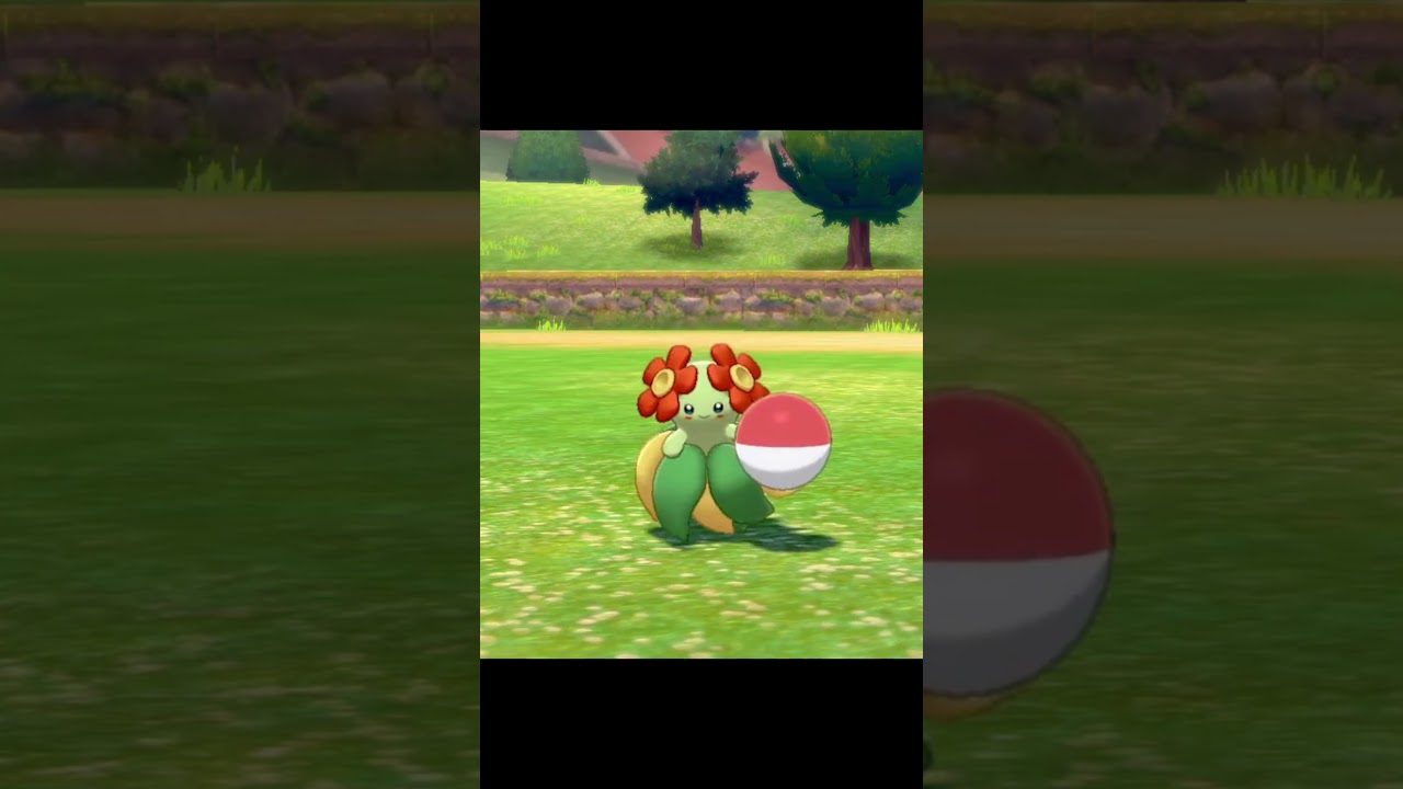 ボールを持ってやってくるキレイハナ　#Shorts