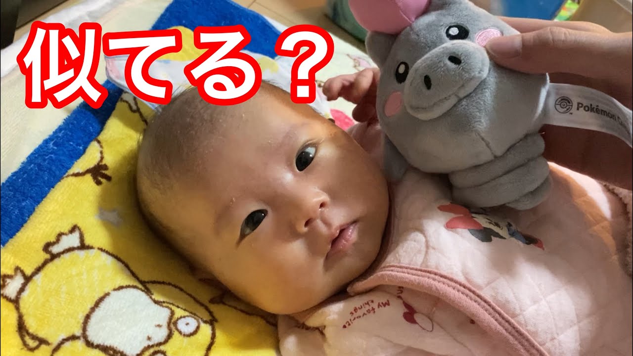 【生後40日目】バネブーそっくり