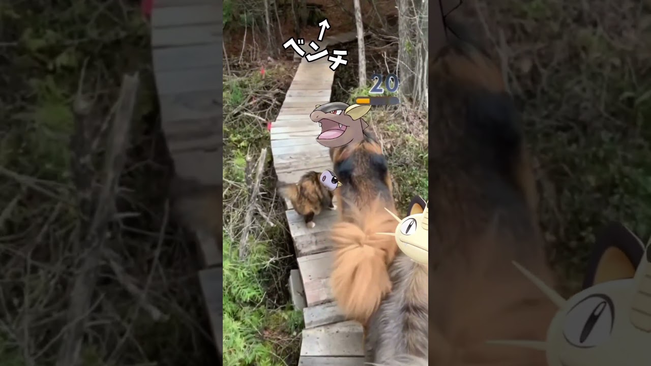 ゼブライカあるある#ポケモン #shorts