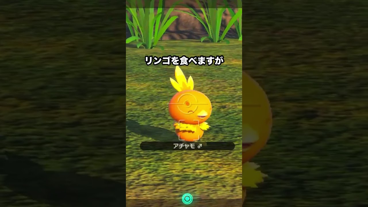 賢いアチャモとポンコツなアチャモ　#ポケモン #newポケモンスナップ