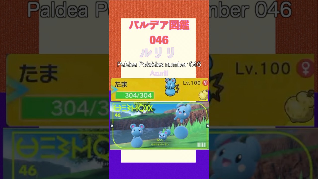 ポケモンSV パルデア図鑑046　ルリリ　レベル100 #shorts