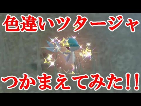 【ポケモンSV】色違いツタージャつかまえてみた！！