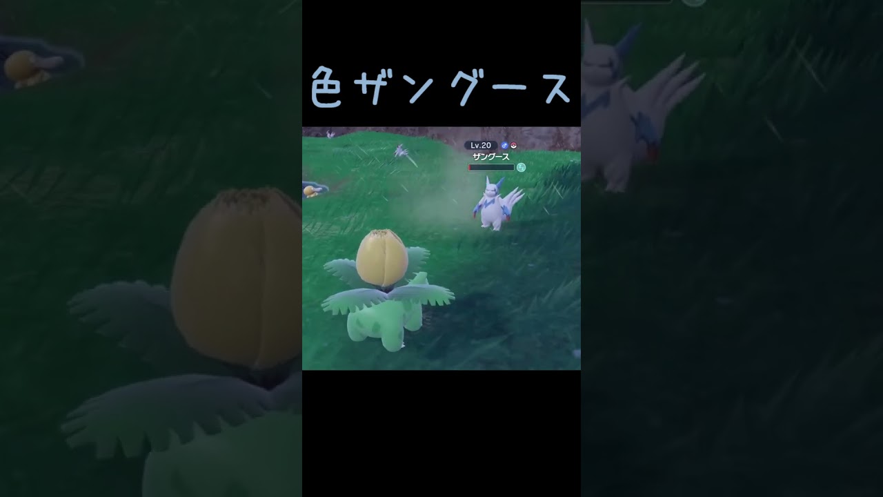 色ザングース【ポケモンSV】20250729