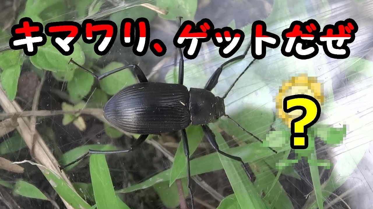 野生のキマワリ、ゲットだぜ