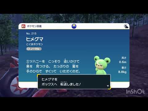 ヒメグマちゃんの色違いをゲット！🐻メロンみたいで可愛い😻　ポケモンSV PokemonSV