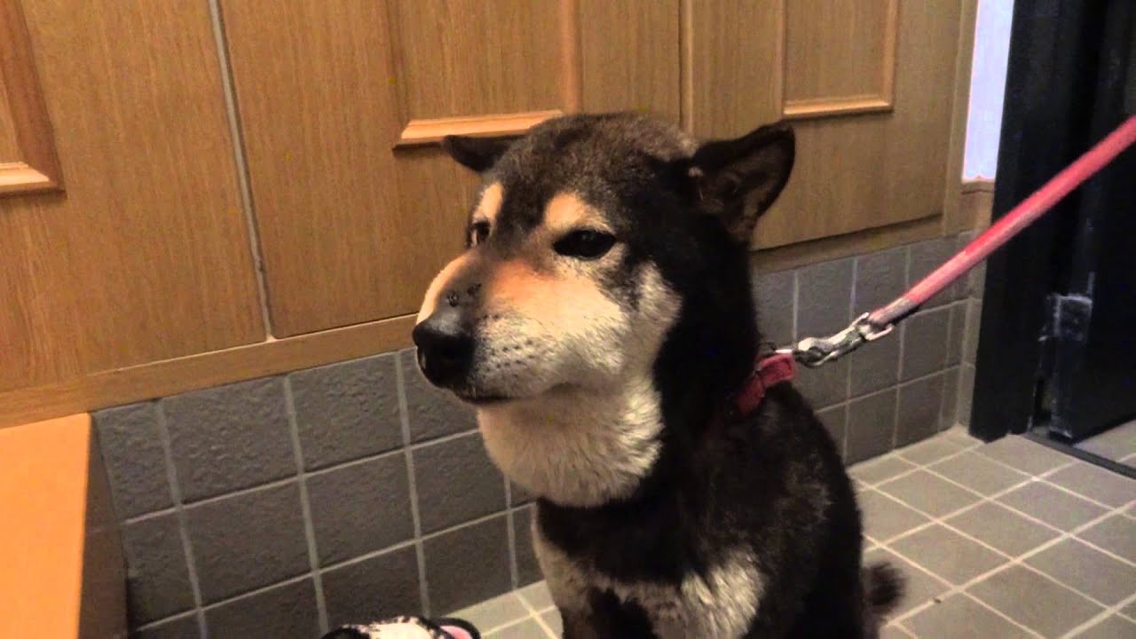 マムシに噛まれた柴犬ラッキー  ( The name of a dog bitten by a poisonous snake "is lucky")