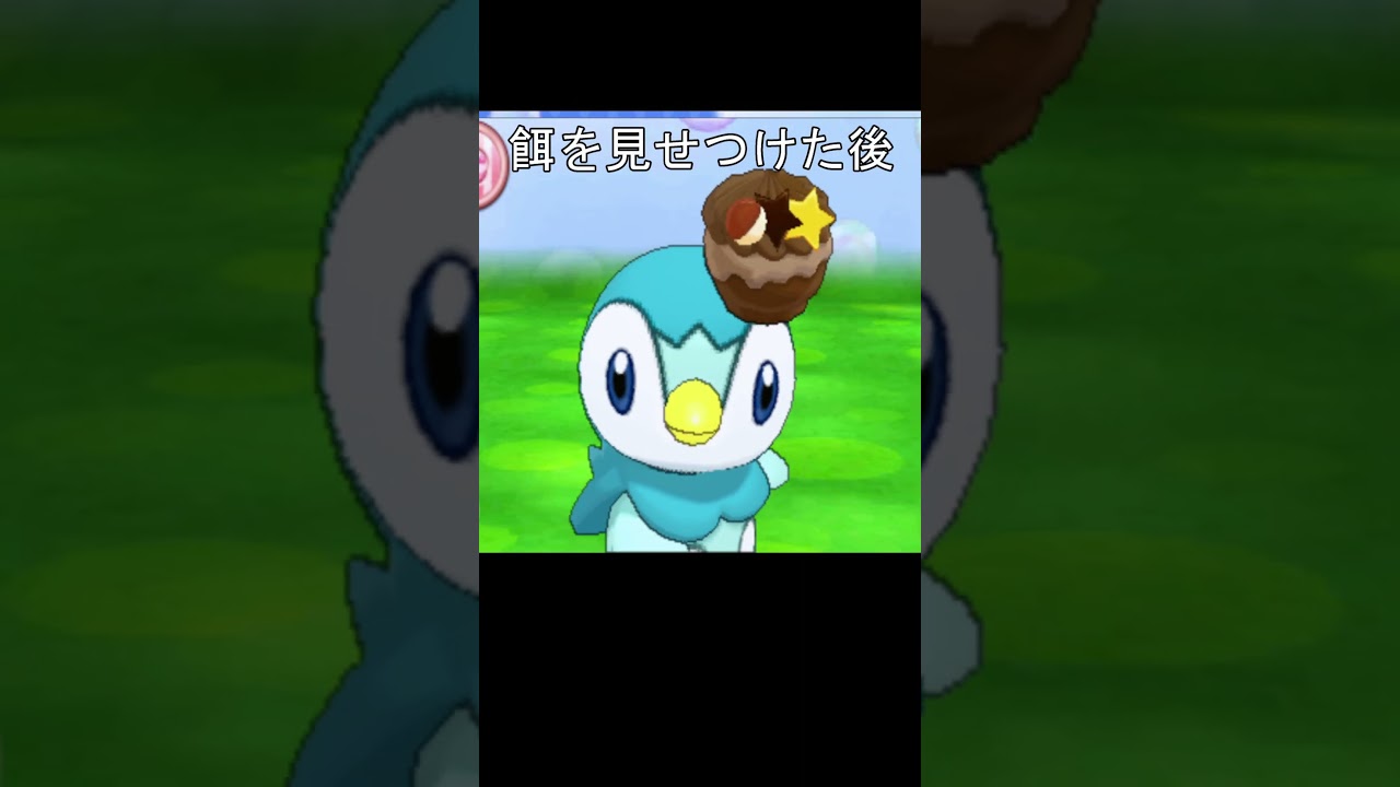 キレるポッチャマ　かわいい　#ポケモン #ポケモンoras #ポッチャマ