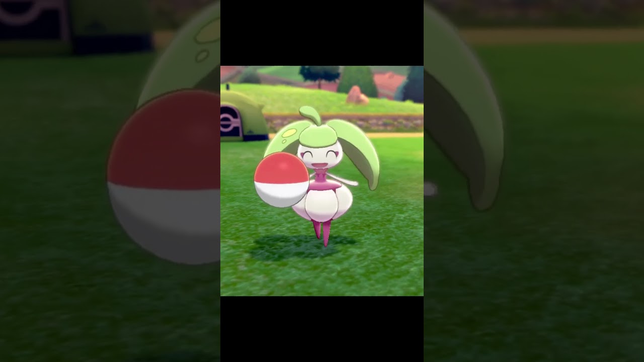 ボールを持ってやってくるアママイコ　#Shorts